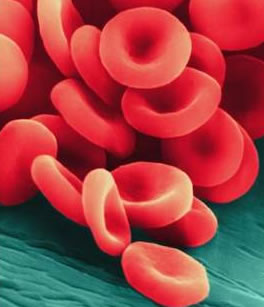 red_blood_cells-2368